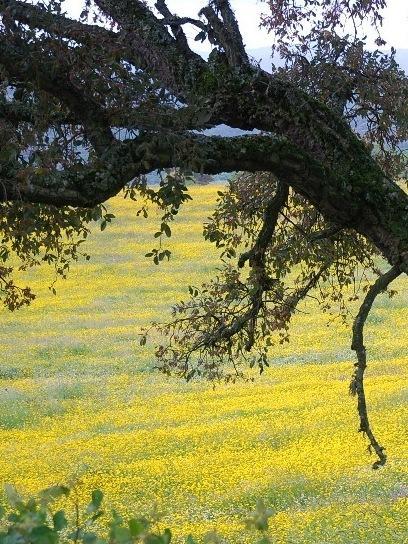 A cavallo nelle foreste di Anela 