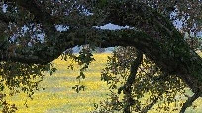 A cavallo nelle foreste di Anela