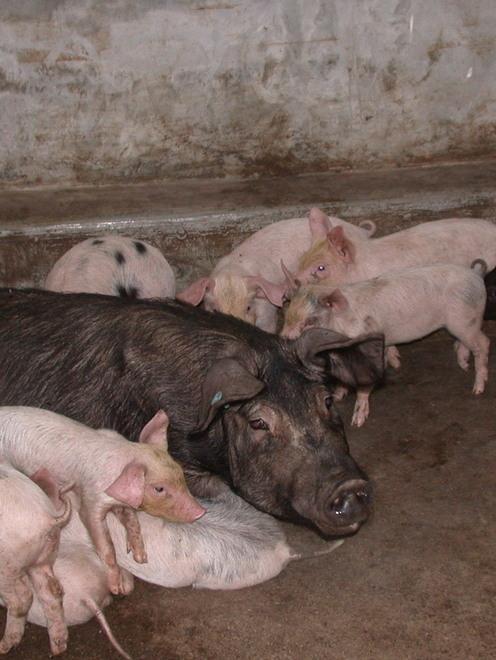 Malattia vescicolare suina, allevamento sotto sequestro