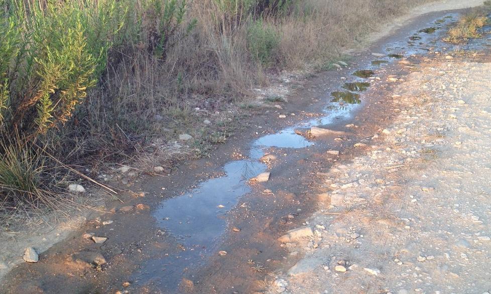 Fogna nella pineta di Mandras