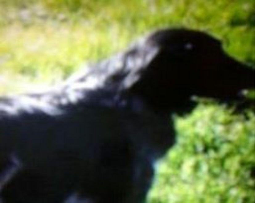 La canina Cora si è smarrita fuggendo dopo essere stata investita 
