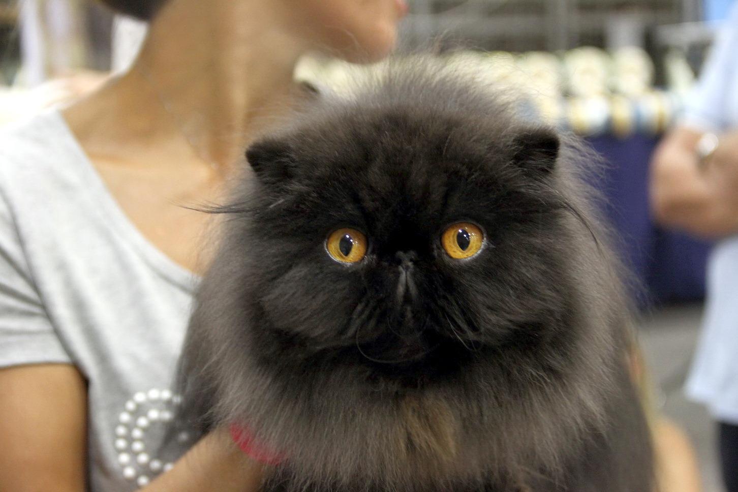 Gatti, che passione  Mostra al PalaMolza 