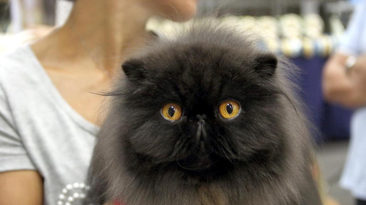 Gatti, che passione Mostra al PalaMolza