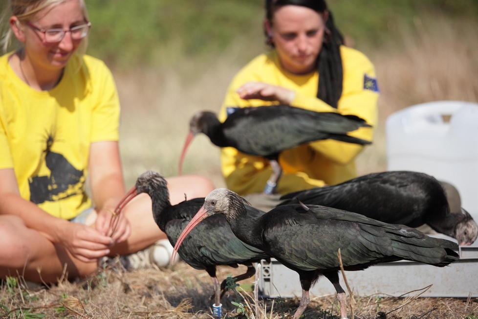 Tornano gli ibis all’Oasi di Orbetello 