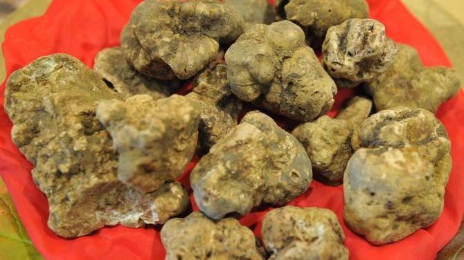Il tartufo accompagna i conciatori nella kermesse Lineapelle a Milano