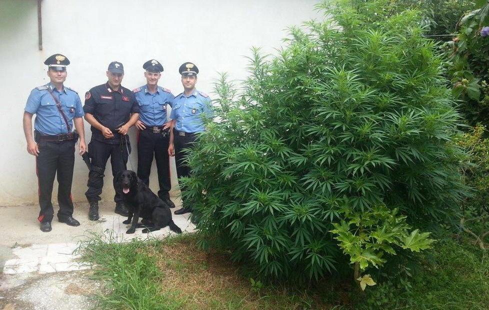 Marijuana in giardino: coppia arrestata 