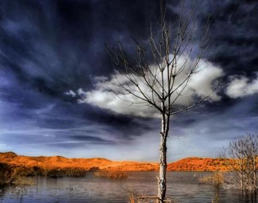 Le foto di Pintus, natura attraverso l’infrarosso 