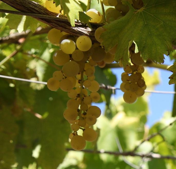 Torbato, il vitigno di origine catalana ora è Alghero Doc 