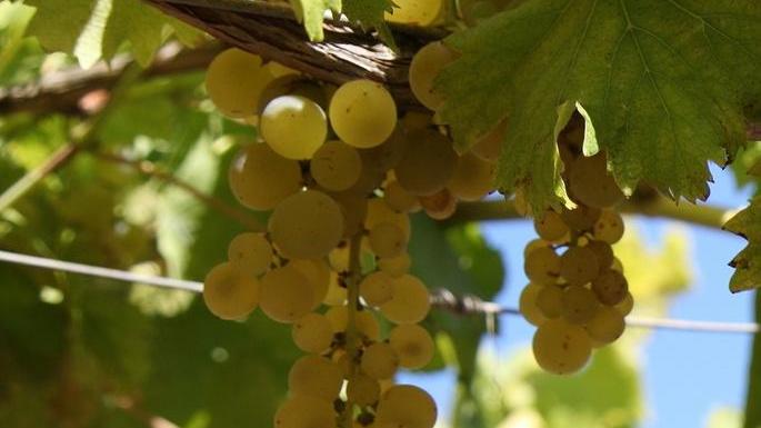Torbato, il vitigno di origine catalana ora è Alghero Doc