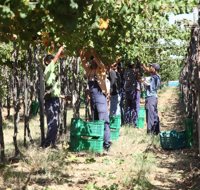 Produzione in calo ma il vino è migliore 