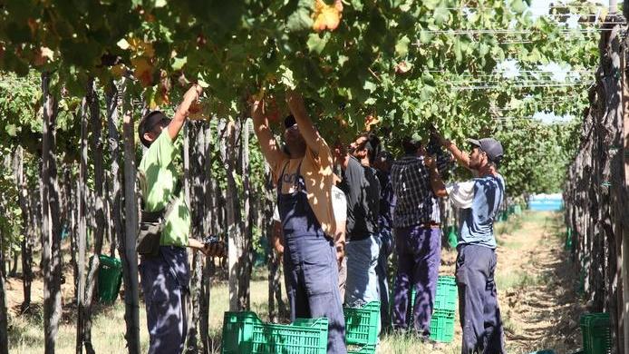 Produzione in calo ma il vino è migliore