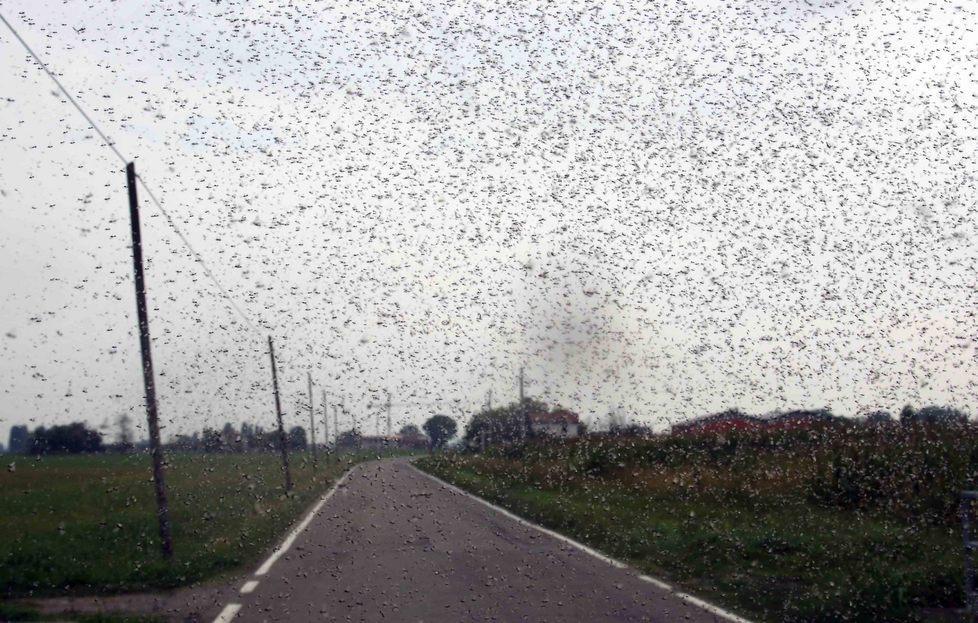 Fitti sciami di moscerini invadono città e campagna