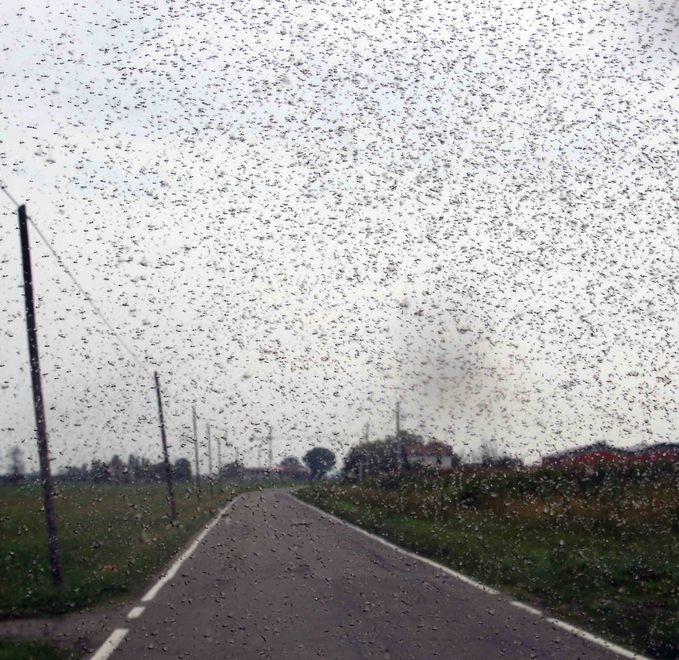 L’assalto dei moscerini del mosto 