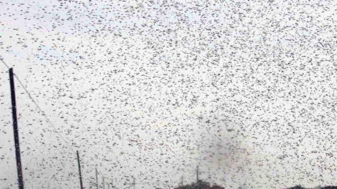 L’assalto dei moscerini del mosto