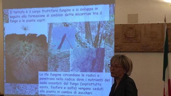 Il tartufo di Palaia è di qualità eccellente Lo testimonia il dna