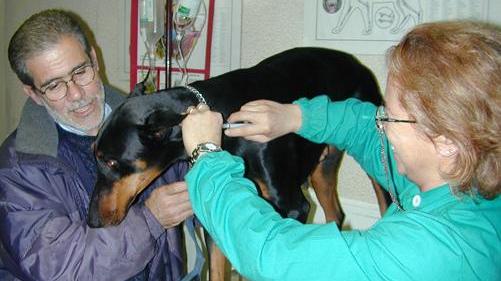Niente auto da 2 mesi, veterinario a piedi