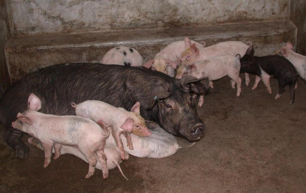 Peste suina, un corso per operatori pratici 