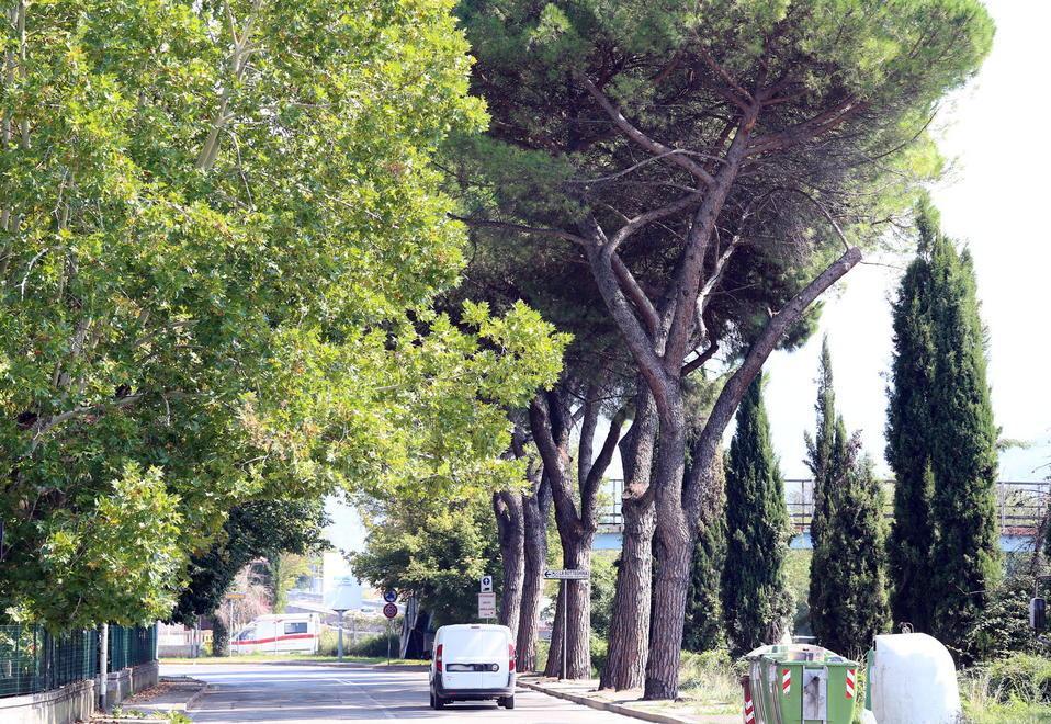 Saranno abbattuti 7 pini in via dei Colombi 