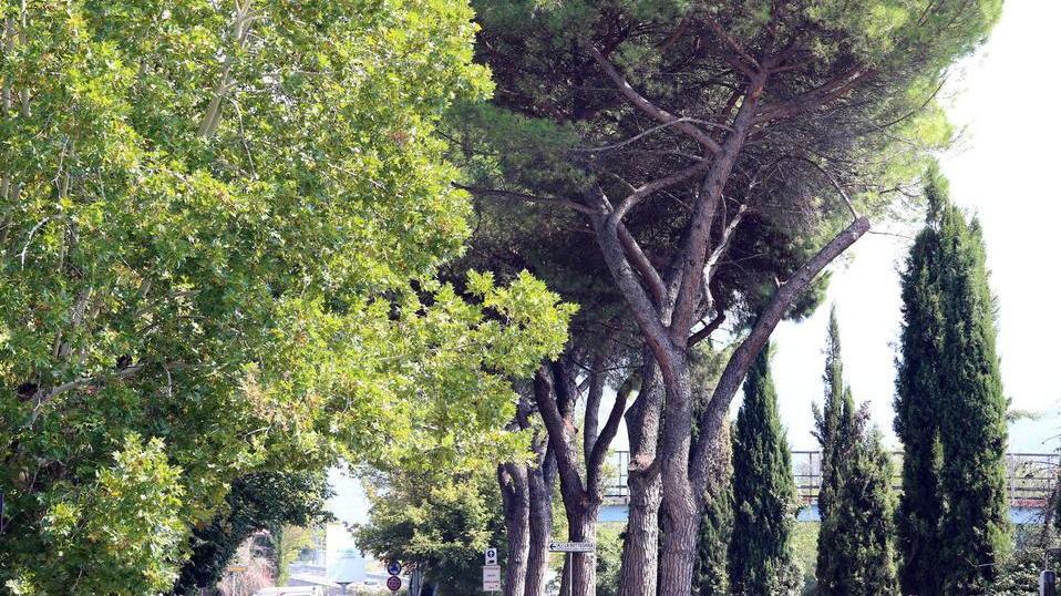 Saranno abbattuti 7 pini in via dei Colombi