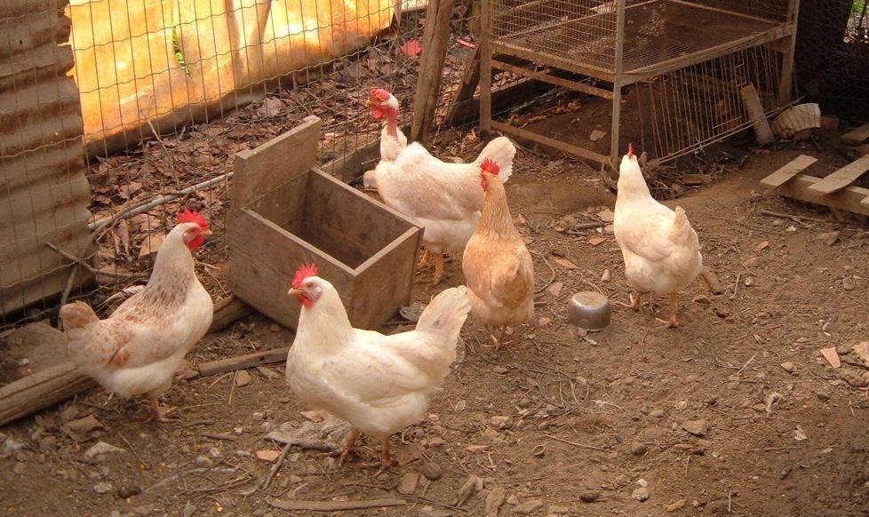 Ladri affamati rubano polli e galline a Torre del Lago 