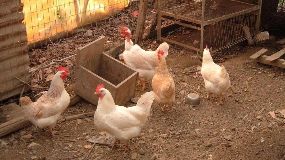 Ladri affamati rubano polli e galline a Torre del Lago