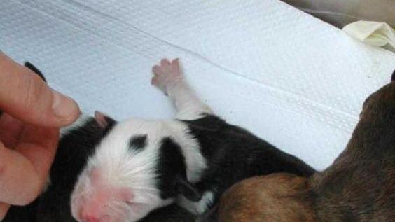 Morti i tre cuccioli gettati nel cassonetto