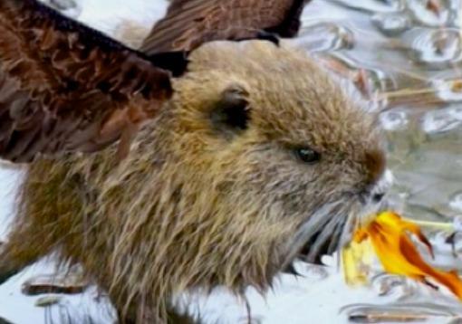 Prato, nutrie per l’esame degli studenti dell’Università di New Haven 