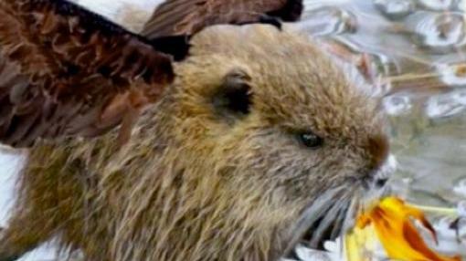 Prato, nutrie per l’esame degli studenti dell’Università di New Haven
