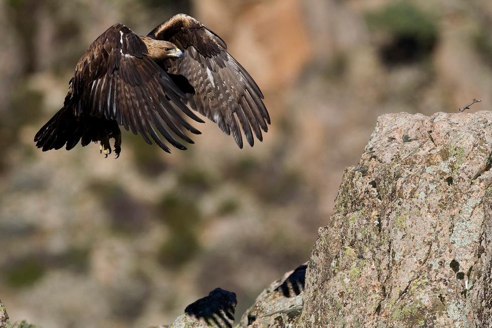 Comincia la caccia, aquila reale uccisa a colpi d’arma da fuoco 