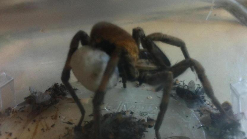 Un “ragno lupo” nella casa dei... lupi