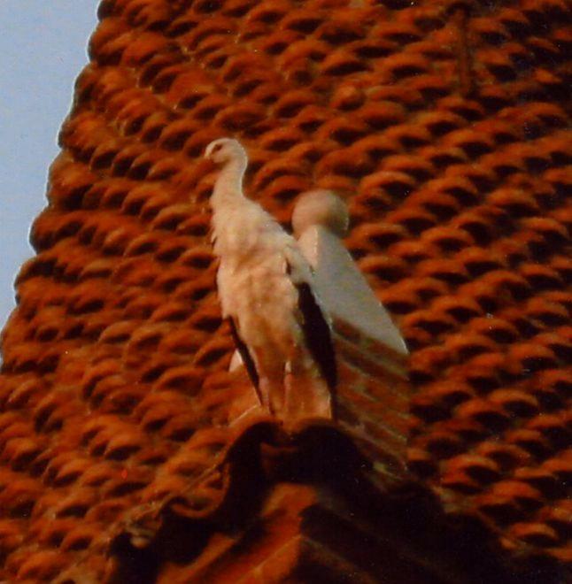 La comparsa delle cigogne sul campanile di Vallalta