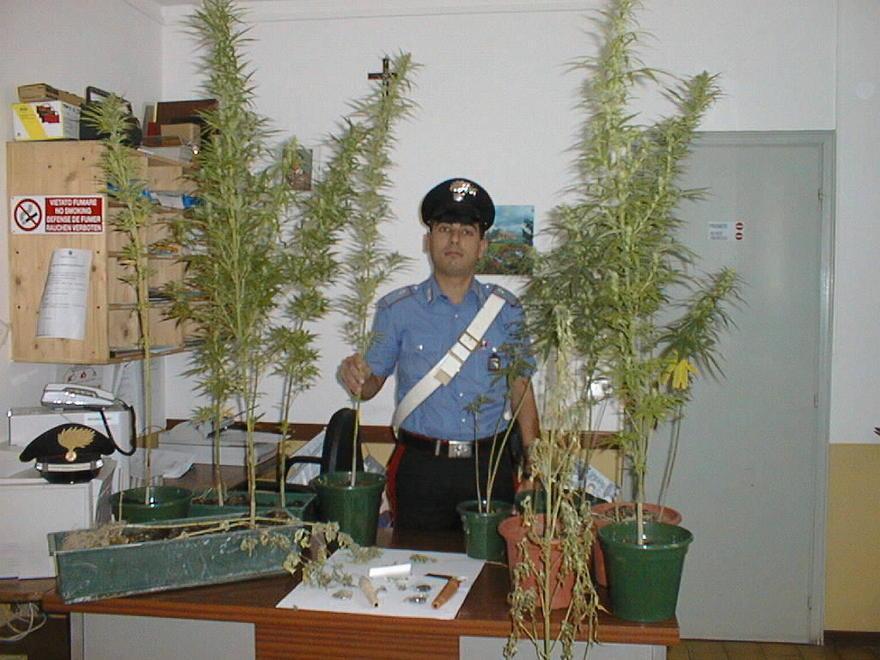 Coltiva piante di marijuana in casa, denunciata 56enne 