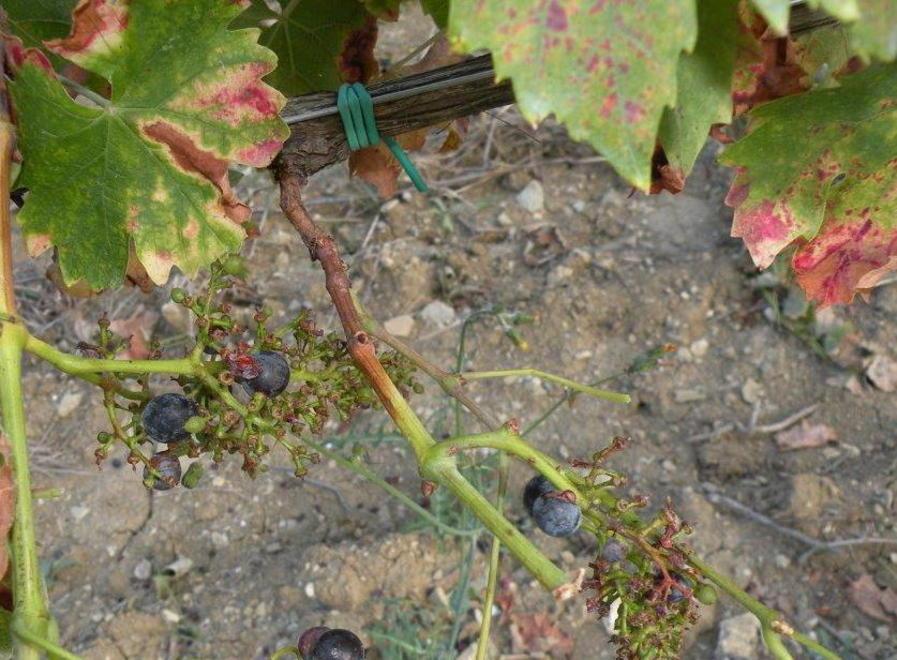 Bandierine fluorescenti per allontanare gli storni 