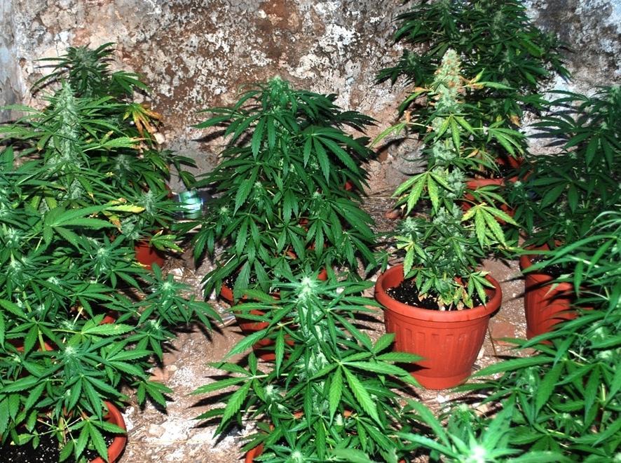 «Marijuana troppo cara, la coltiviamo noi» 