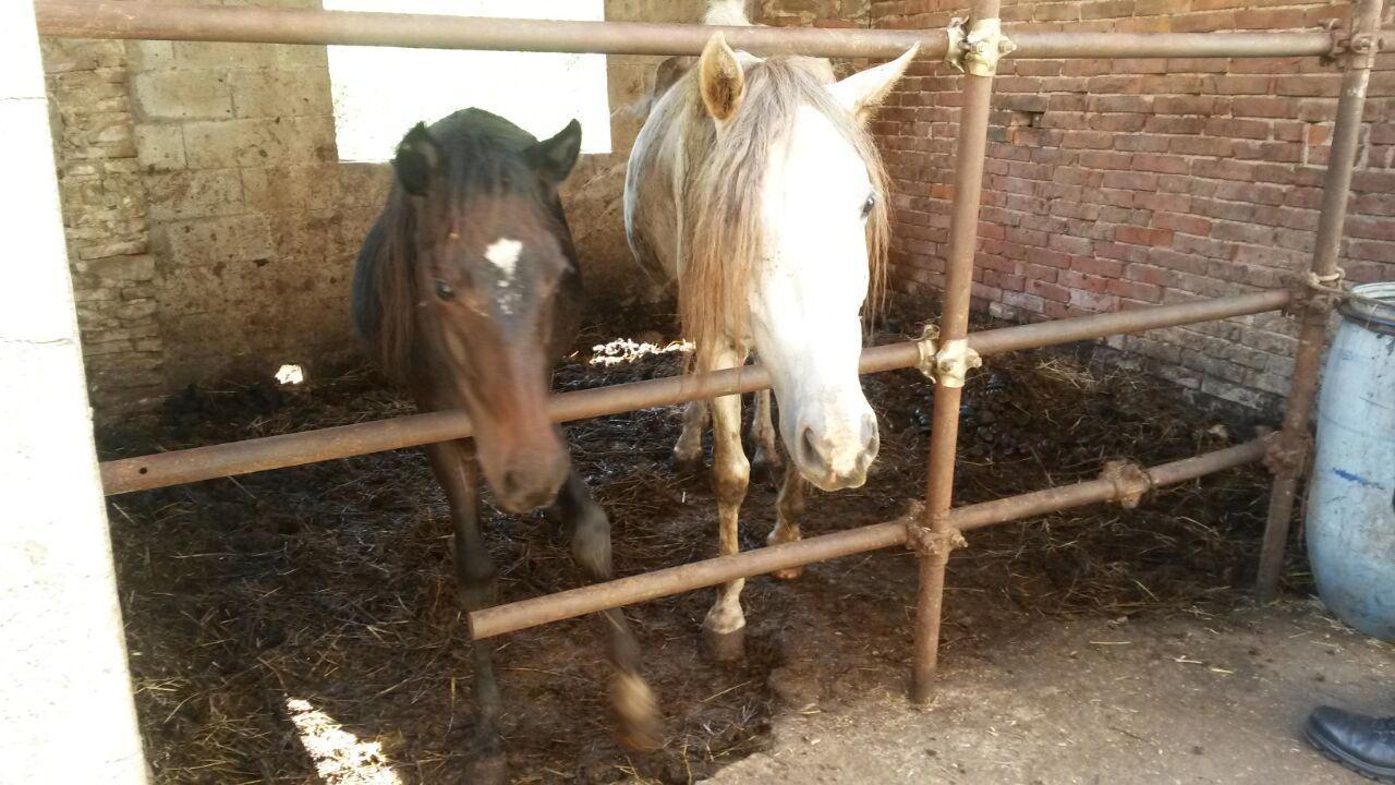 Associazione animalista: «A Serravalle cavalli maltrattati, ma l’Asl sottovaluta»