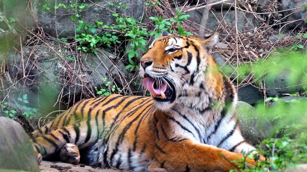 Segnalata la presenza di una tigre nelle campagne di Sofignano