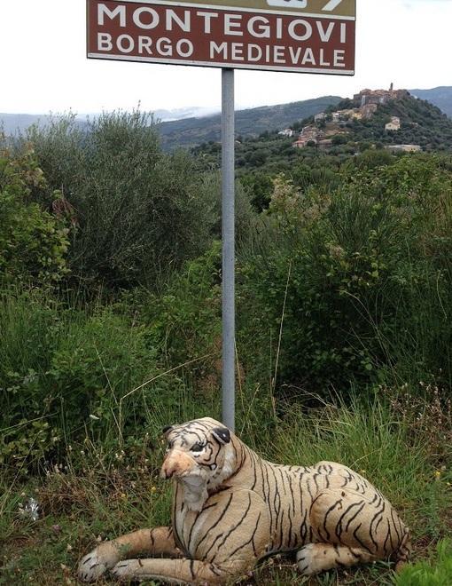 Spunta la tigre a guardia di Montegiovi