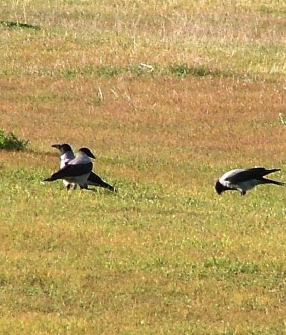 Fauna selvatica e agricoltura: un convegno sui danni