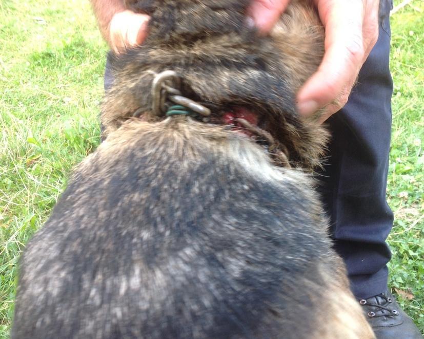 Cane tenuto a catena e ferito dal collare di ferro, Lilla salvata dall’Enpa 