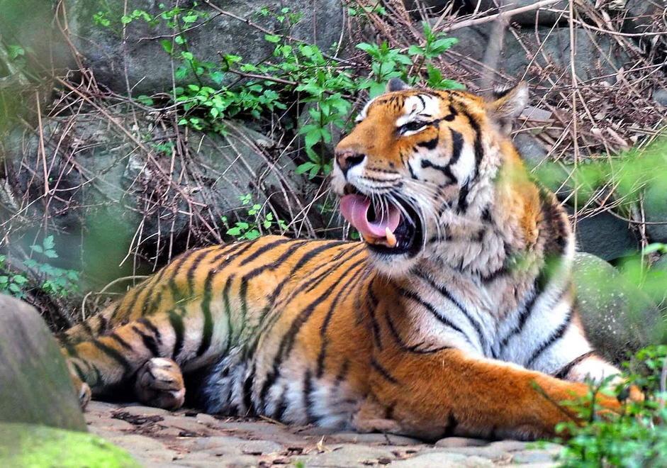 Segnalata una tigre nelle campagne di Sofignano
