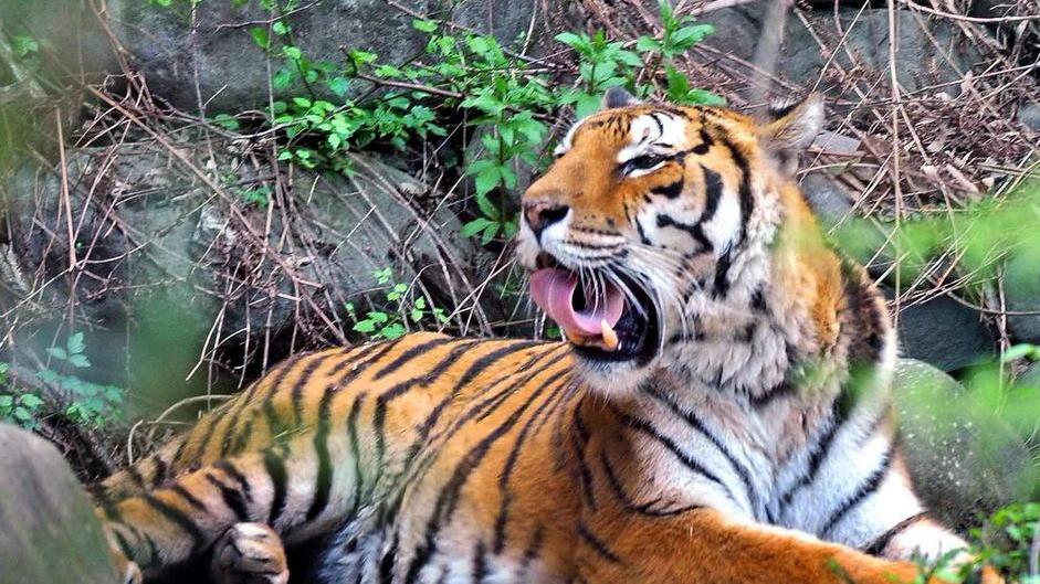 Segnalata una tigre nelle campagne di Sofignano