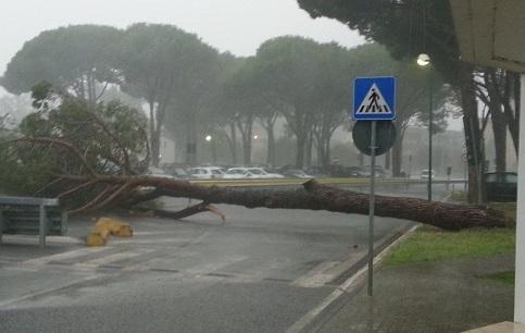 Cade pino davanti al pronto soccorso 
