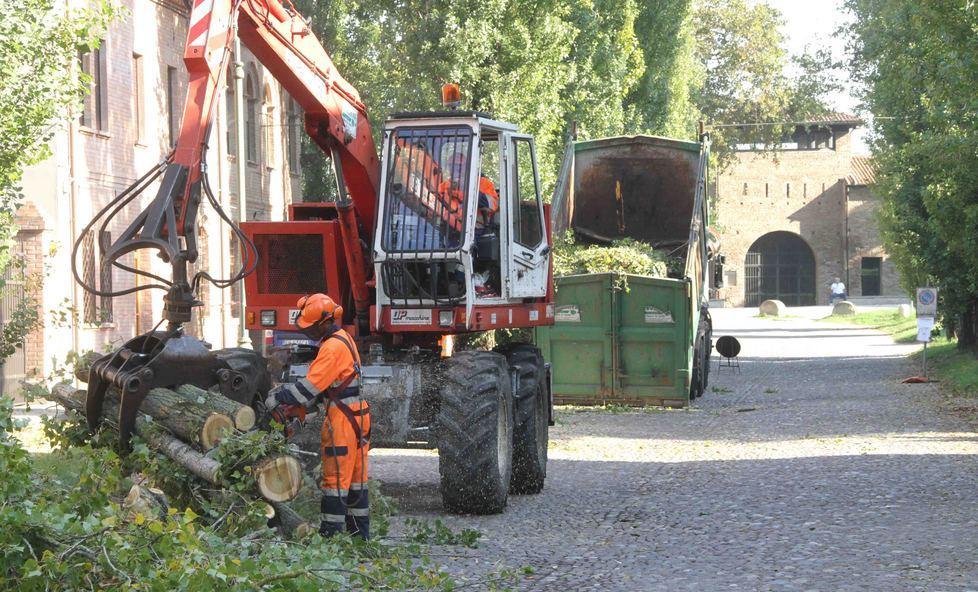 Perché sono stati abbattuti gli alberi?
