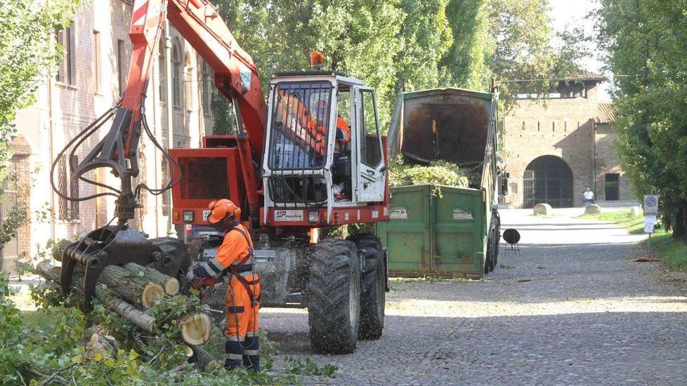 Perché sono stati abbattuti gli alberi?