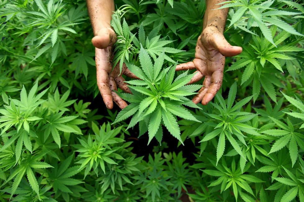 Marijuana, maxi piantagione scoperta a Sindia: due in cella 
