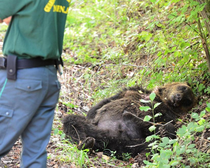 Analisi a Grosseto sull’orso ucciso in Abruzzo 