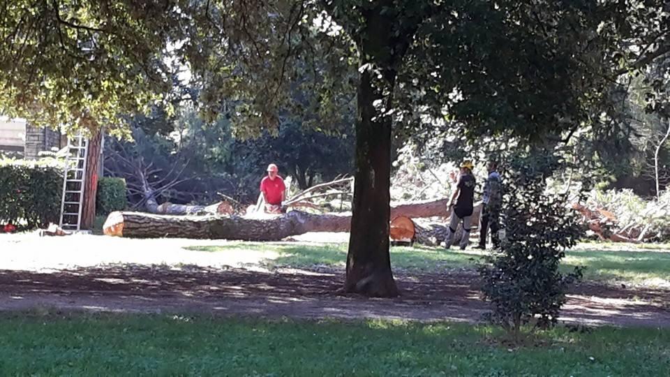 Piazza della Resistenza, via all’abbattimento degli alberi