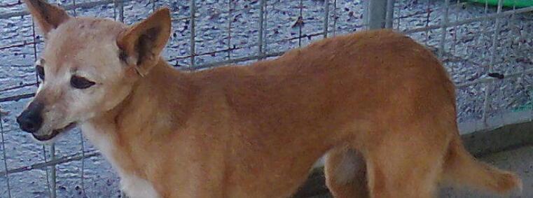 Cane smarrito a Venturina