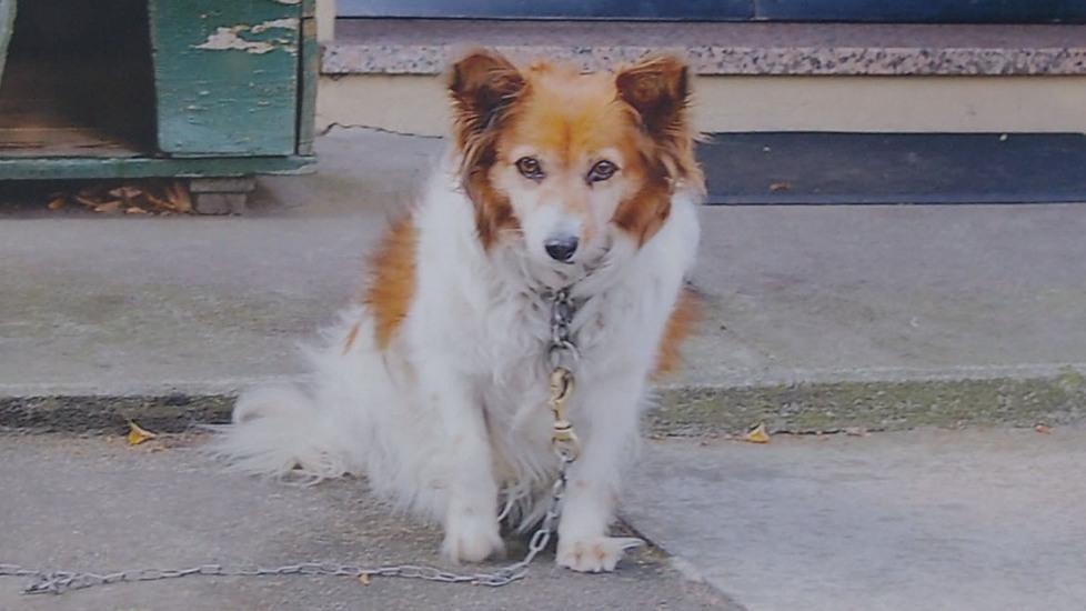 Un cane le uccide la compagna della vita