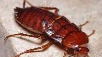 Condominio infestato dalle blatte germaniche
